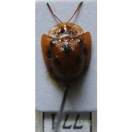 Cassidae sp. Philippines77d